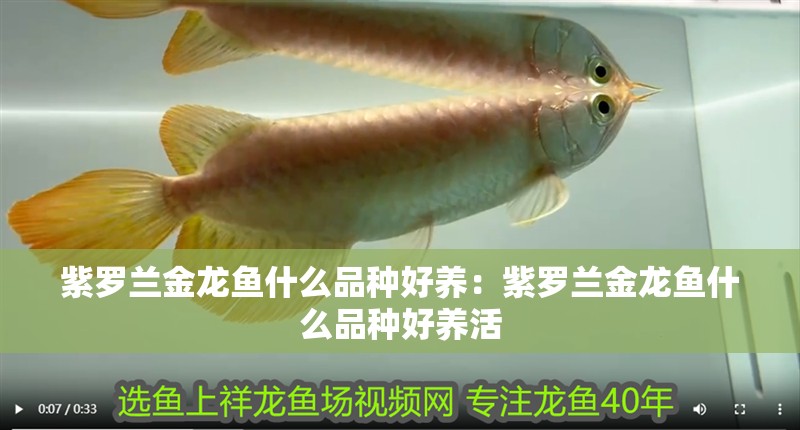 紫羅蘭金龍魚什么品種好養：紫羅蘭金龍魚什么品種好養活