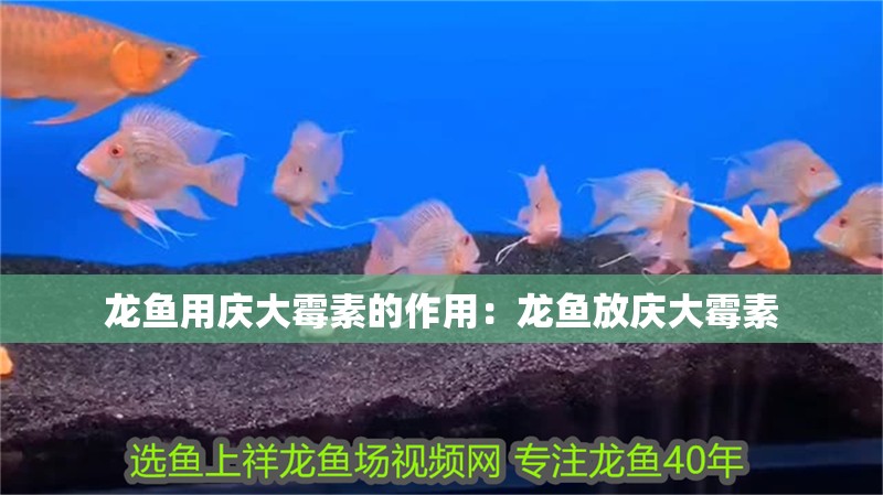 龍魚用慶大霉素的作用：龍魚放慶大霉素