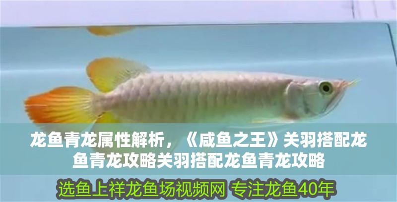 龍魚青龍屬性解析，《咸魚之王》關羽搭配龍魚青龍攻略關羽搭配龍魚青龍攻略