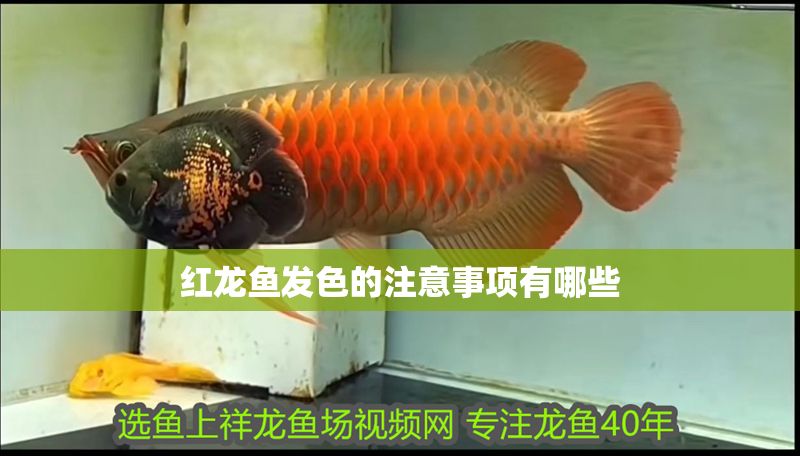 紅龍魚發色的注意事項有哪些