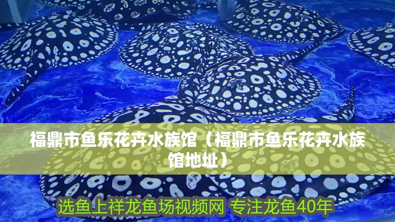 福鼎市魚樂花卉水族館（福鼎市魚樂花卉水族館地址） 福鼎市魚樂花卉水族館（福鼎市魚樂花卉水族館地址） 全國水族館企業名錄 第2張