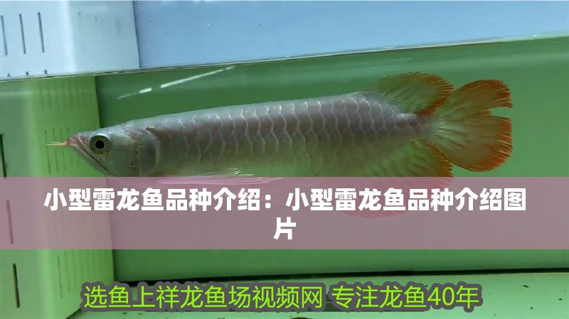 小型雷龍魚品種介紹：小型雷龍魚品種介紹圖片