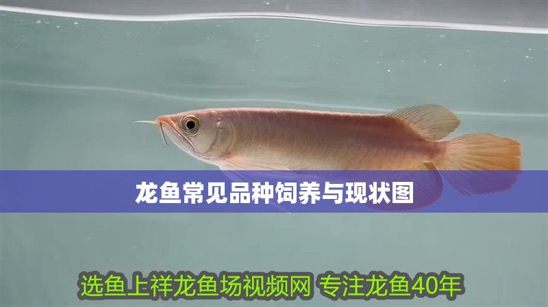 龍魚常見品種飼養與現狀圖