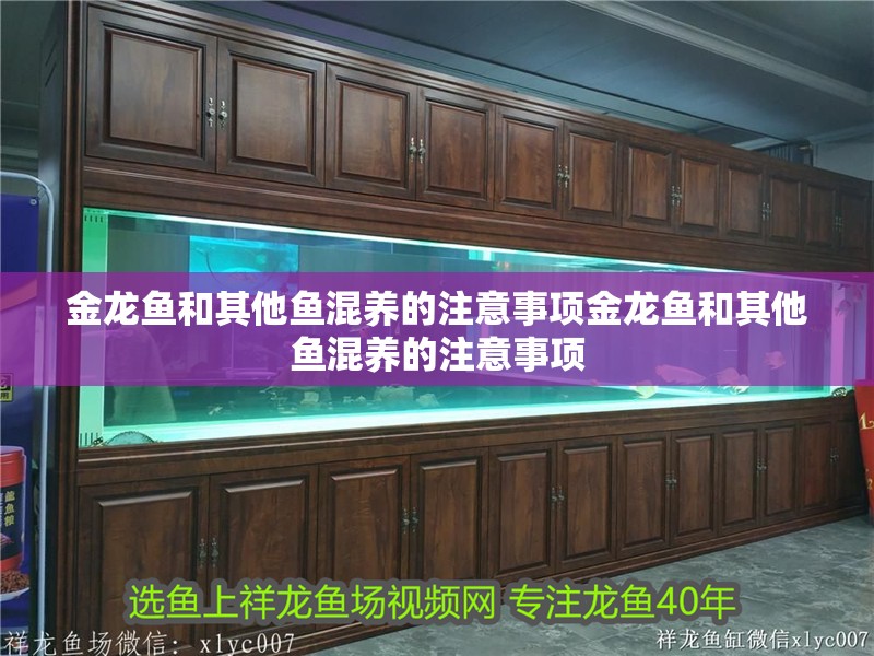 金龍魚和其他魚混養的注意事項金龍魚和其他魚混養的注意事項