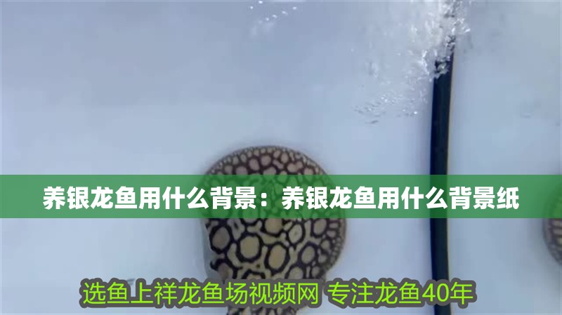 養(yǎng)銀龍魚用什么背景：養(yǎng)銀龍魚用什么背景紙