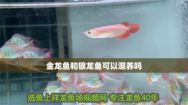 金龍魚和銀龍魚可以混養嗎