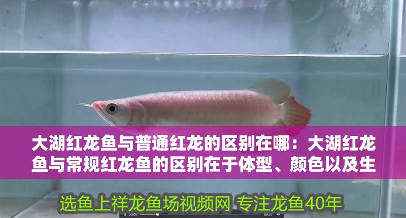 大湖紅龍魚與普通紅龍的區別在哪：大湖紅龍魚與常規紅龍魚的區別在于體型、顏色以及生活習性