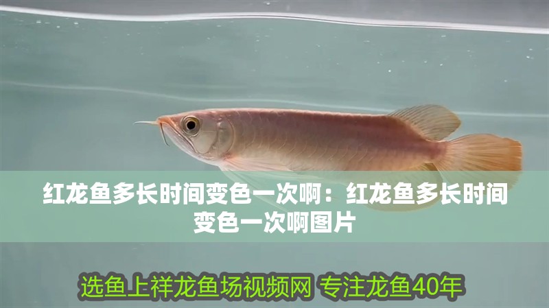 紅龍魚多長時間變色一次啊：紅龍魚多長時間變色一次啊圖片