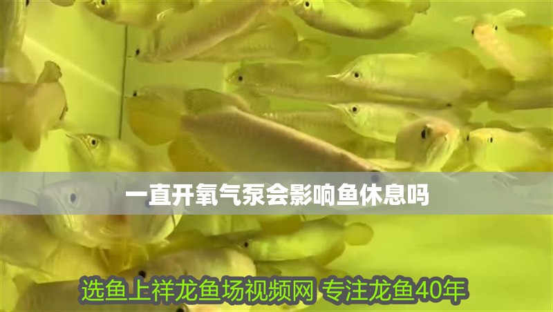 一直開氧氣泵會影響魚休息嗎