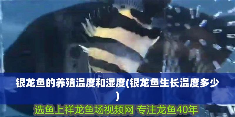 銀龍魚的養(yǎng)殖溫度和濕度(銀龍魚生長溫度多少) 銀龍魚的養(yǎng)殖溫度和濕度(銀龍魚生長溫度多少) 銀龍魚百科 第1張