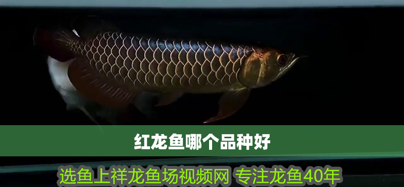紅龍魚哪個品種好 龍魚百科 第3張 紅龍魚哪個品種好 紅龍魚哪個品種好 龍魚百科 第3張
