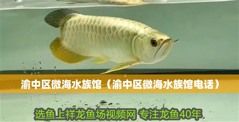 渝中區(qū)微海水族館（渝中區(qū)微海水族館電話）