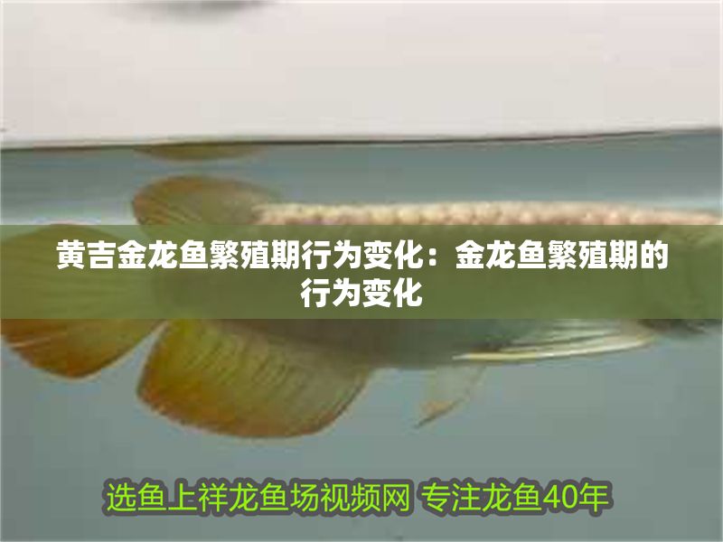 黃吉金龍魚繁殖期行為變化：金龍魚繁殖期的行為變化