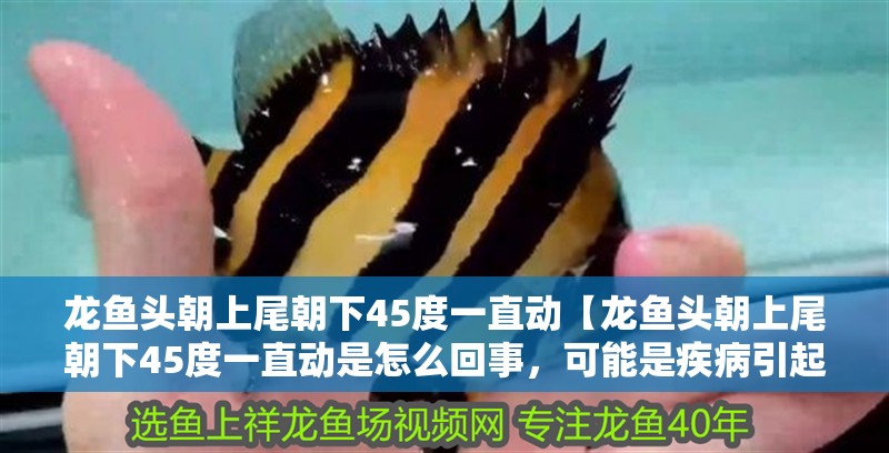 龍魚頭朝上尾朝下45度一直動【龍魚頭朝上尾朝下45度一直動是怎么回事，可能是疾病引起的】
