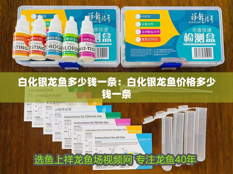 白化銀龍魚多少錢一條：白化銀龍魚價格多少錢一條 白化銀龍魚多少錢一條：白化銀龍魚價格多少錢一條 水族問答