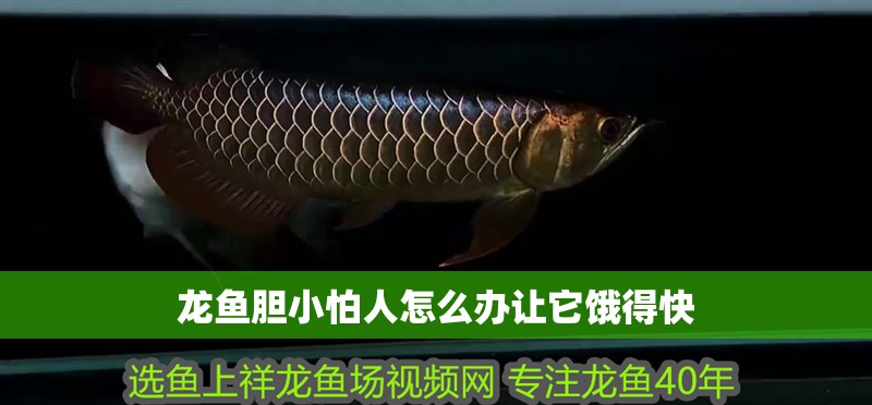 龍魚膽小怕人怎么辦讓它餓得快