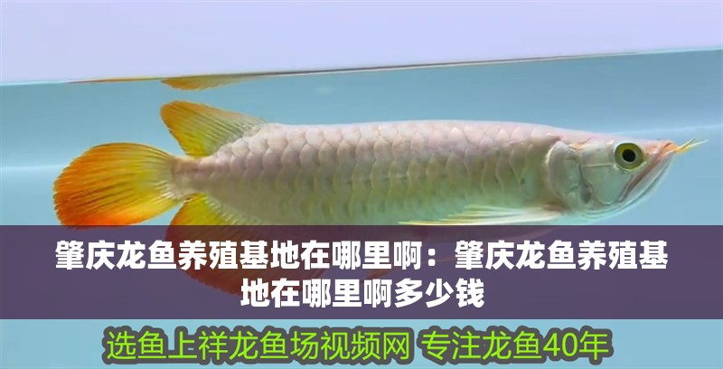 肇慶龍魚養殖基地在哪里啊：肇慶龍魚養殖基地在哪里啊多少錢