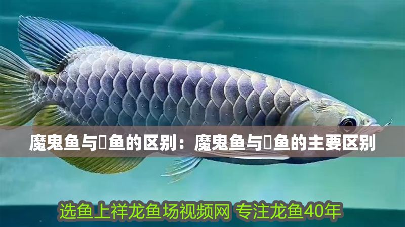 魔鬼魚與魟魚的區別：魔鬼魚與魟魚的主要區別 魔鬼魚與魟魚的區別：魔鬼魚與魟魚的主要區別 魟魚百科 第2張