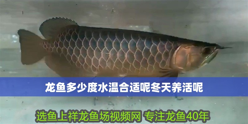 龍魚多少度水溫合適呢冬天養活呢 龍魚百科 第3張 龍魚多少度水溫合適呢冬天養活呢 龍魚多少度水溫合適呢冬天養活呢 龍魚百科 第3張