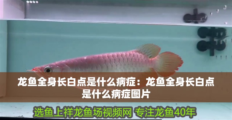龍魚全身長白點是什么病癥：龍魚全身長白點是什么病癥圖片