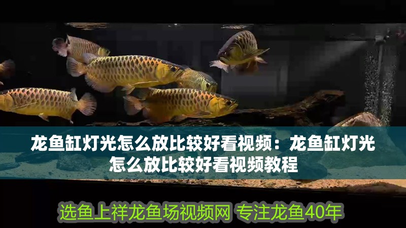 龍魚缸燈光怎么放比較好看視頻：龍魚缸燈光怎么放比較好看視頻教程