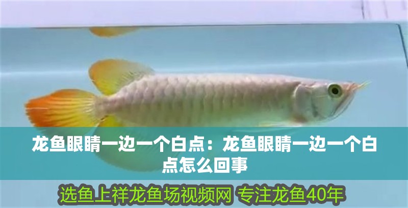 龍魚(yú)眼睛一邊一個(gè)白點(diǎn)：龍魚(yú)眼睛一邊一個(gè)白點(diǎn)怎么回事