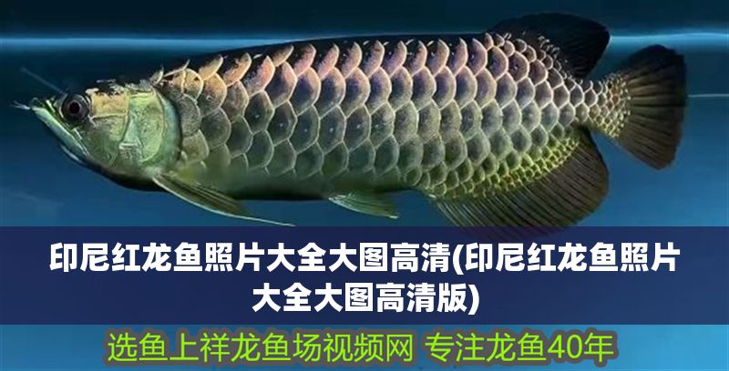 印尼紅龍魚照片大全大圖高清(印尼紅龍魚照片大全大圖高清版)