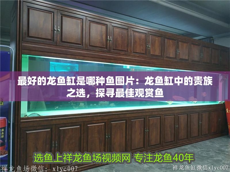 最好的龍魚缸是哪種魚圖片：龍魚缸中的貴族之選，探尋最佳觀賞魚
