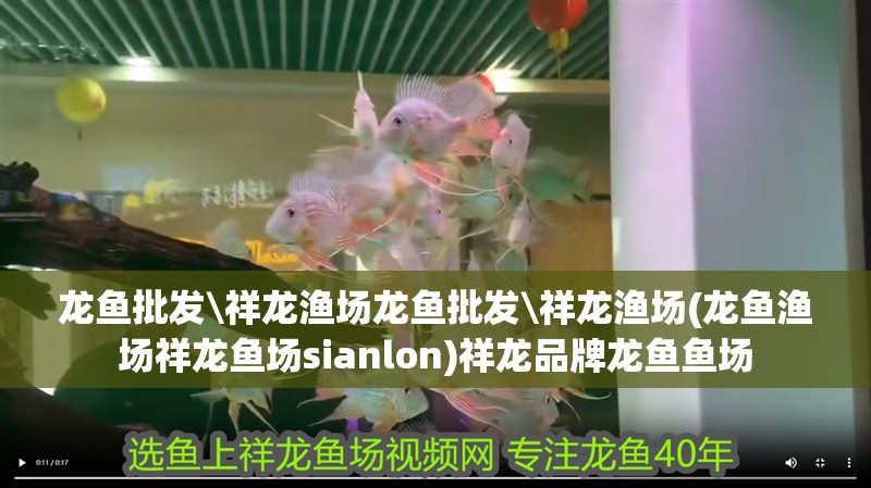 龍魚批發(fā)\祥龍漁場龍魚批發(fā)\祥龍漁場(龍魚漁場祥龍魚場sianlon)祥龍品牌龍魚魚場