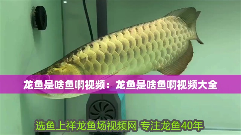 龍魚是啥魚啊視頻：龍魚是啥魚啊視頻大全 龍魚是啥魚啊視頻：龍魚是啥魚啊視頻大全 水族問答