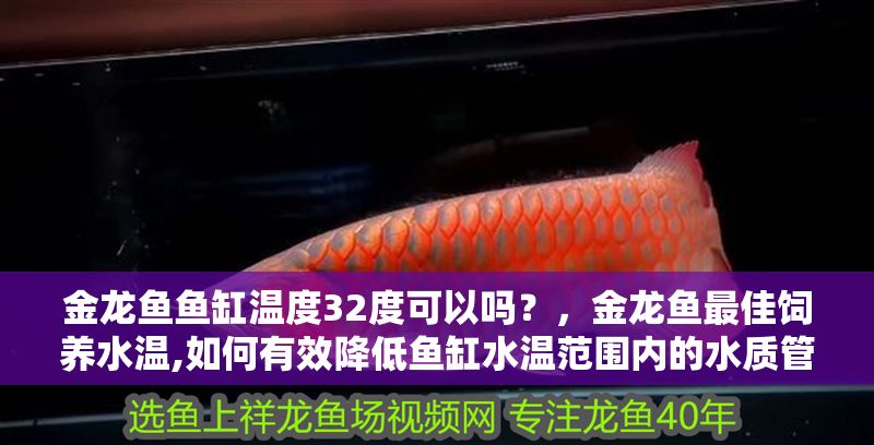 金龍魚魚缸溫度32度可以嗎？，金龍魚最佳飼養水溫,如何有效降低魚缸水溫范圍內的水質管理