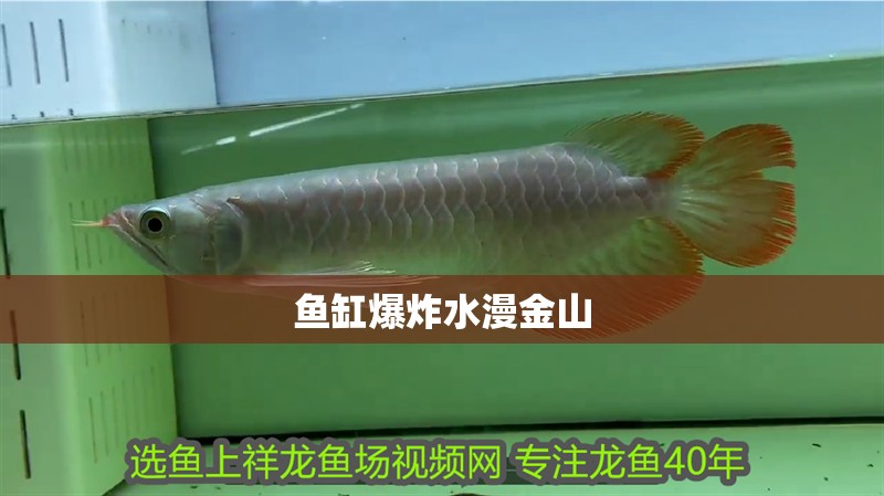 魚缸爆炸水漫金山