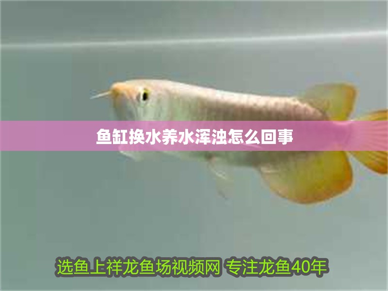 魚缸換水養(yǎng)水渾濁怎么回事