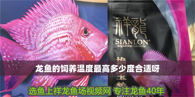 龍魚的飼養溫度最高多少度合適呀