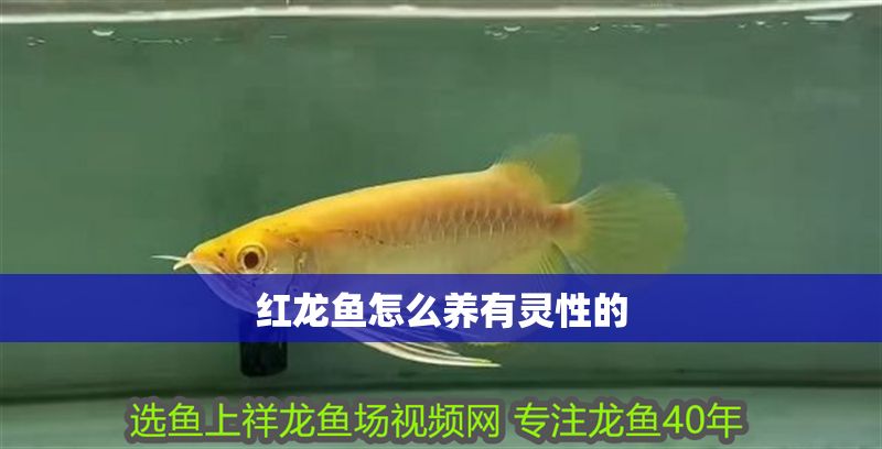 紅龍魚怎么養有靈性的
