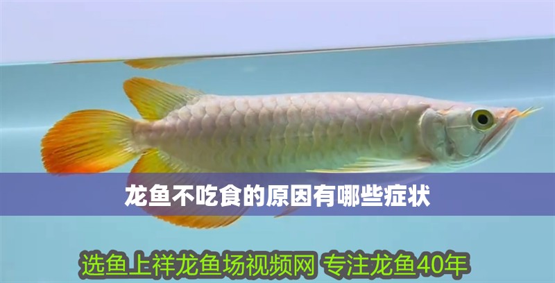 龍魚(yú)不吃食的原因有哪些癥狀