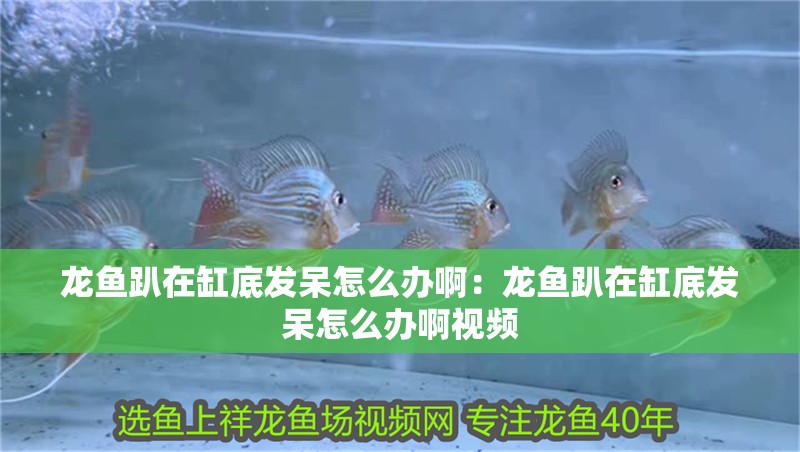 龍魚趴在缸底發呆怎么辦啊：龍魚趴在缸底發呆怎么辦啊視頻
