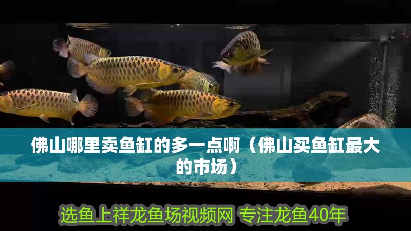 佛山哪里賣魚缸的多一點?。ǚ鹕劫I魚缸最大的市場）