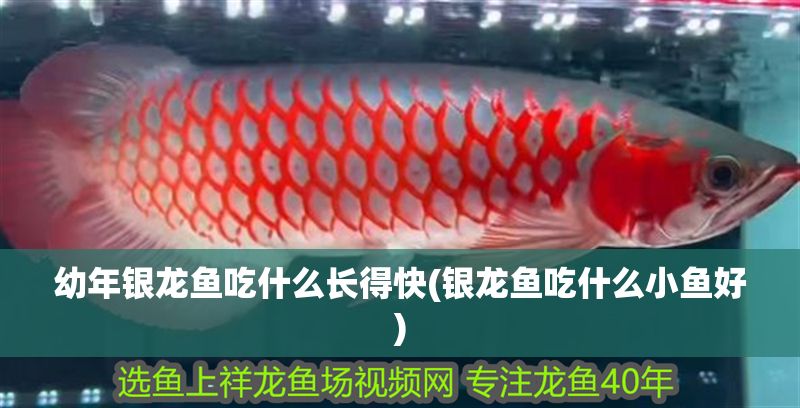 幼年銀龍魚(yú)吃什么長(zhǎng)得快(銀龍魚(yú)吃什么小魚(yú)好)
