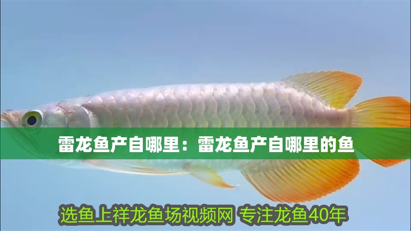 雷龍魚產(chǎn)自哪里：雷龍魚產(chǎn)自哪里的魚 雷龍魚產(chǎn)自哪里：雷龍魚產(chǎn)自哪里的魚 水族問答