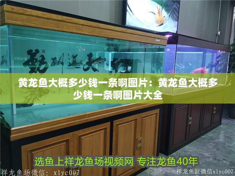 黃龍魚大概多少錢一條啊圖片：黃龍魚大概多少錢一條啊圖片大全 黃龍魚大概多少錢一條啊圖片：黃龍魚大概多少錢一條啊圖片大全 水族問答