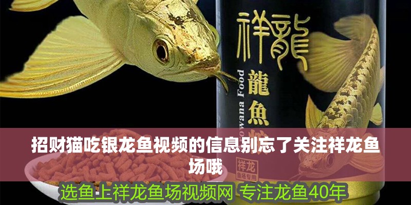 招財貓吃銀龍魚視頻的信息別忘了關注祥龍魚場哦