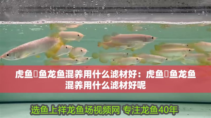 虎魚魟魚龍魚混養用什么濾材好：虎魚魟魚龍魚混養用什么濾材好呢