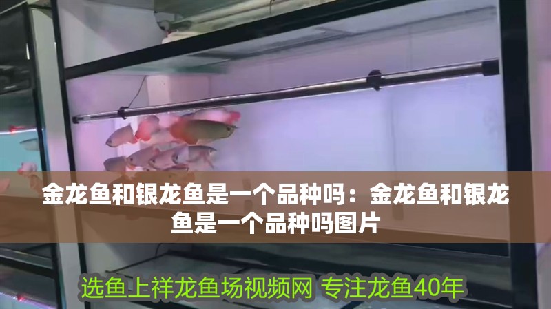 金龍魚和銀龍魚是一個(gè)品種嗎：金龍魚和銀龍魚是一個(gè)品種嗎圖片