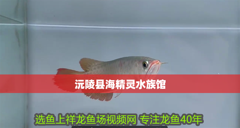 沅陵縣海精靈水族館 沅陵縣海精靈水族館 全國水族館企業(yè)名錄 第2張