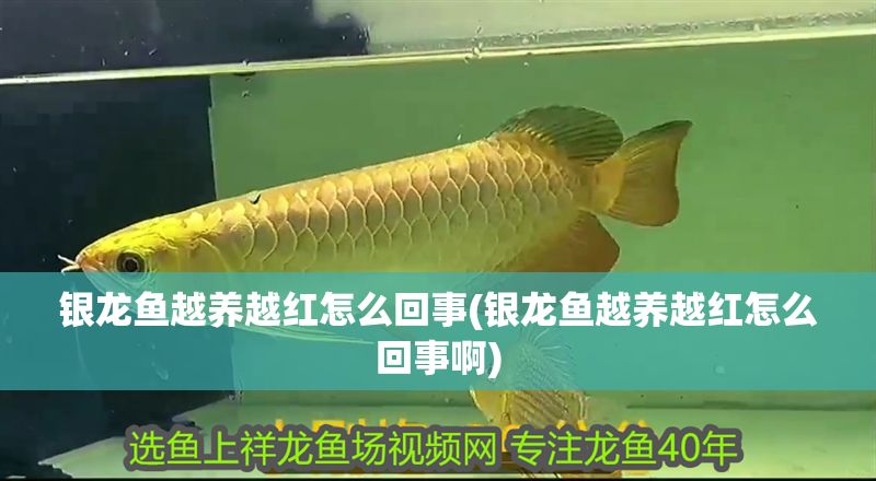 銀龍魚越養越紅怎么回事(銀龍魚越養越紅怎么回事啊)