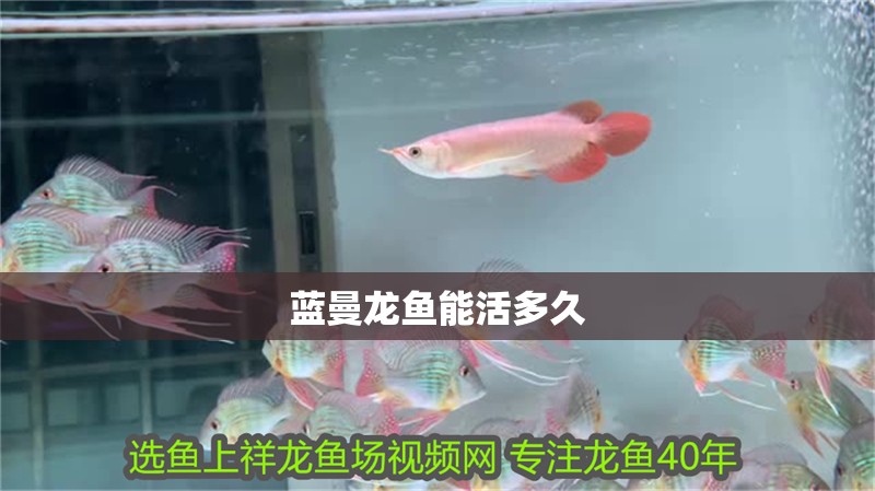 藍曼龍魚能活多久