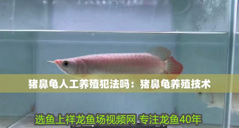 豬鼻龜人工養殖犯法嗎：豬鼻龜養殖技術 豬鼻龜人工養殖犯法嗎：豬鼻龜養殖技術 豬鼻龜百科 第1張