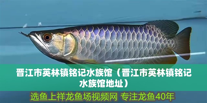 晉江市英林鎮(zhèn)銘記水族館（晉江市英林鎮(zhèn)銘記水族館地址）