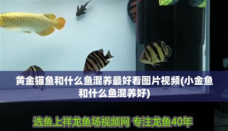 黃金貓魚和什么魚混養最好看圖片視頻(小金魚和什么魚混養好)
